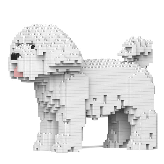 Chien Bichon Maltais