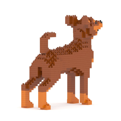 Chien Pinscher Nain marron