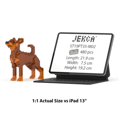 Chien Pinscher Nain marron