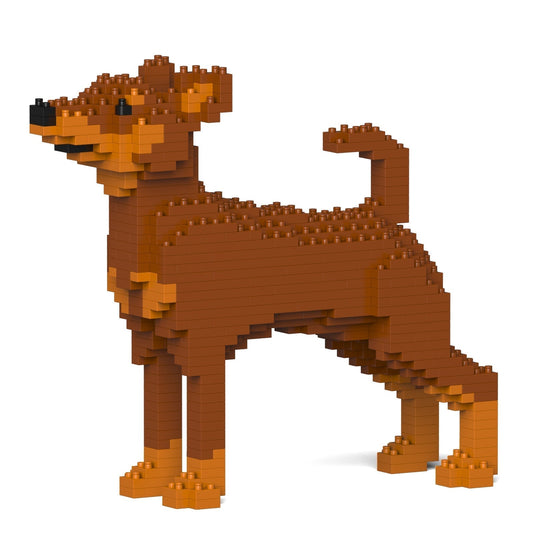 Chien Pinscher Nain marron