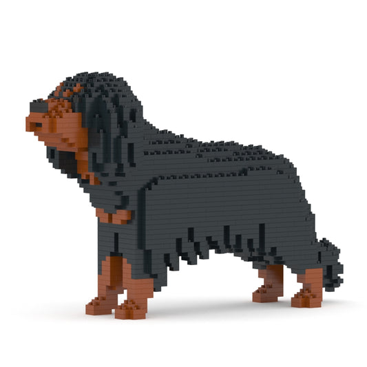 Chien Cavalier King Charles Spaniel noir et feu