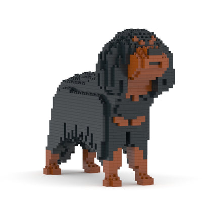 Chien Cavalier King Charles Spaniel noir et feu