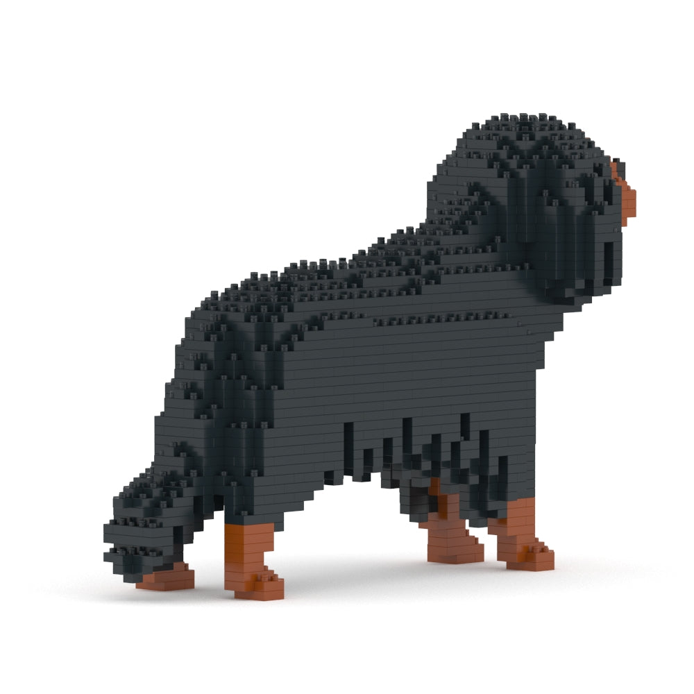 Chien Cavalier King Charles Spaniel noir et feu
