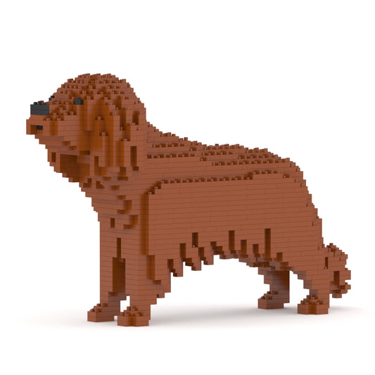 Chien Cavalier King Charles Spaniel marron