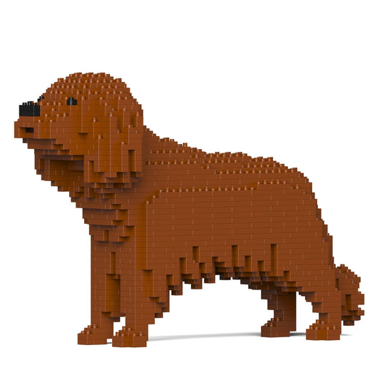 Chien Cavalier King Charles Spaniel marron