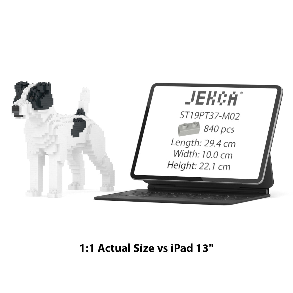Chien Jack Russell Terrier taches noires