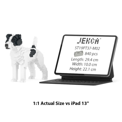 Chien Jack Russell Terrier taches noires