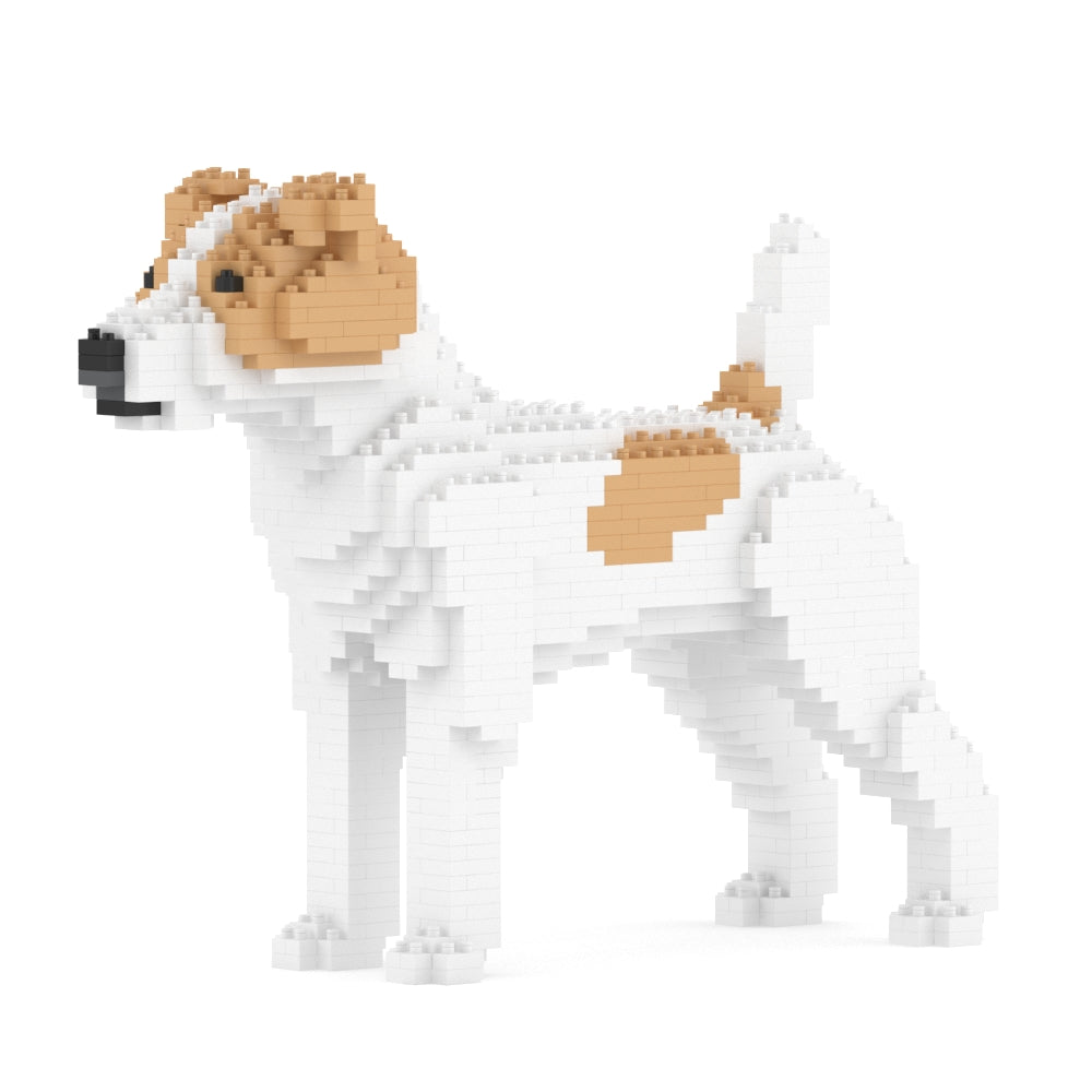 Chien Jack Russell Terrier taches beiges