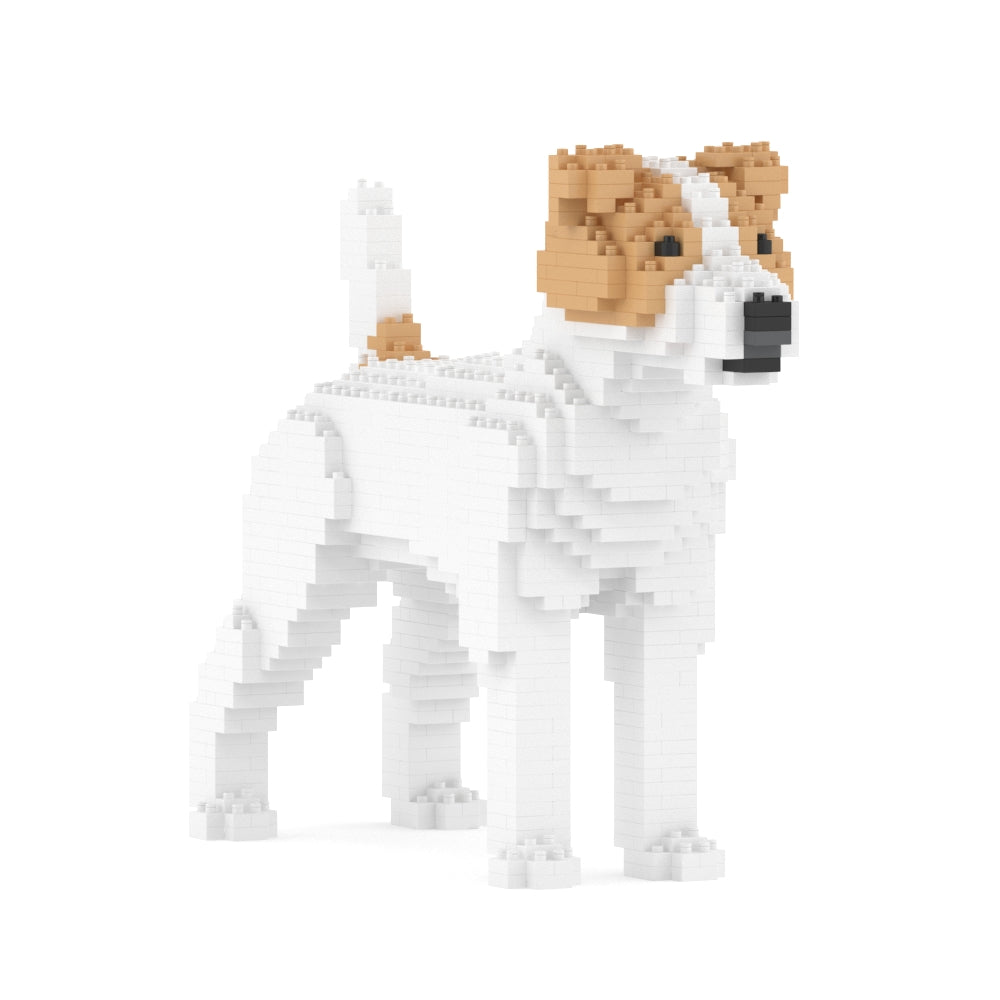 Chien Jack Russell Terrier taches beiges