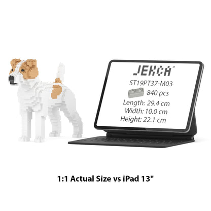Chien Jack Russell Terrier taches beiges