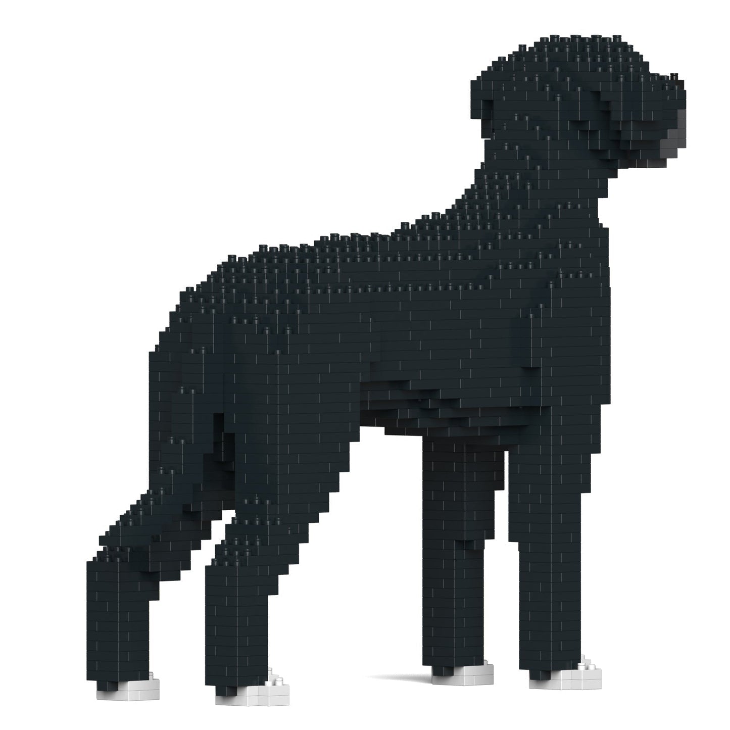 Chien Dogue Allemand noir