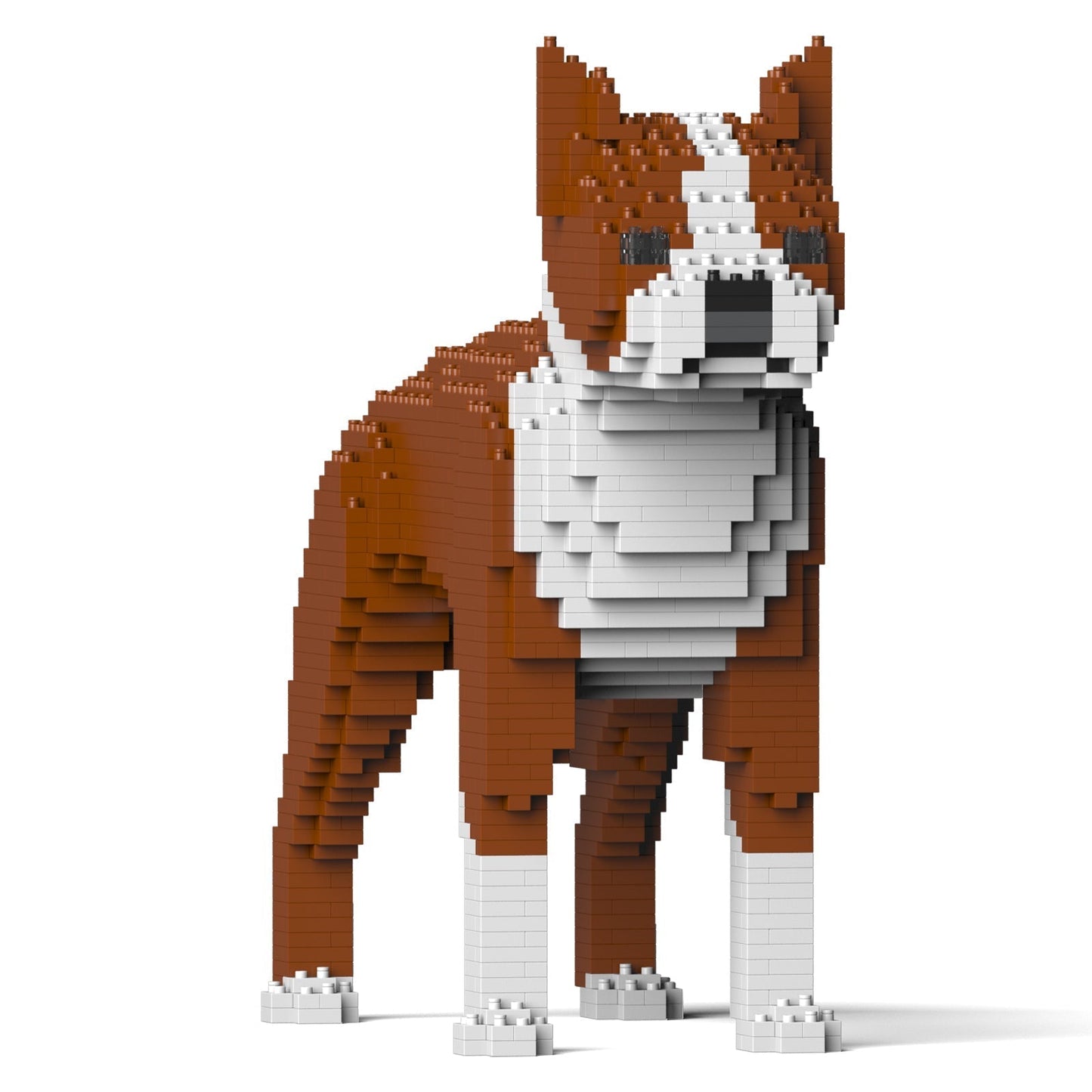 Chien Boston Terrier marron