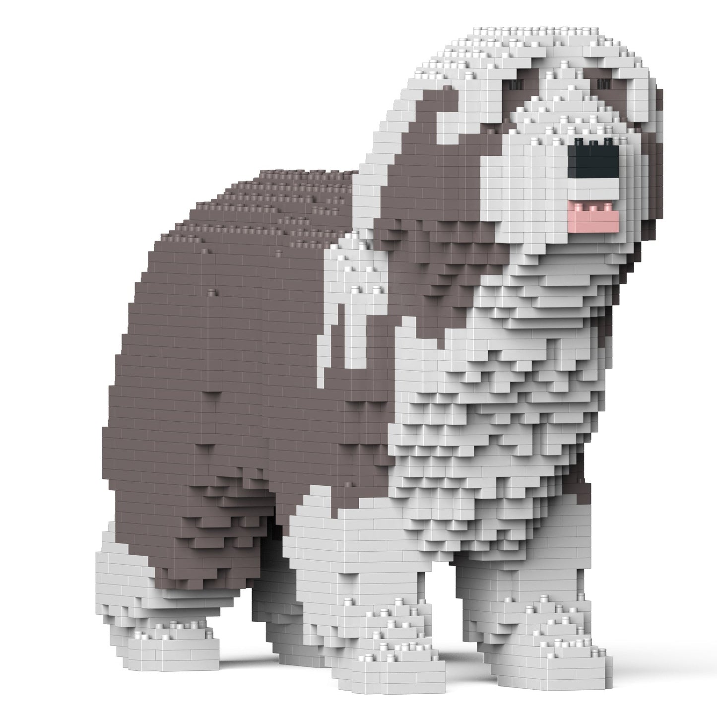 Chien Bearded Collie gris clair