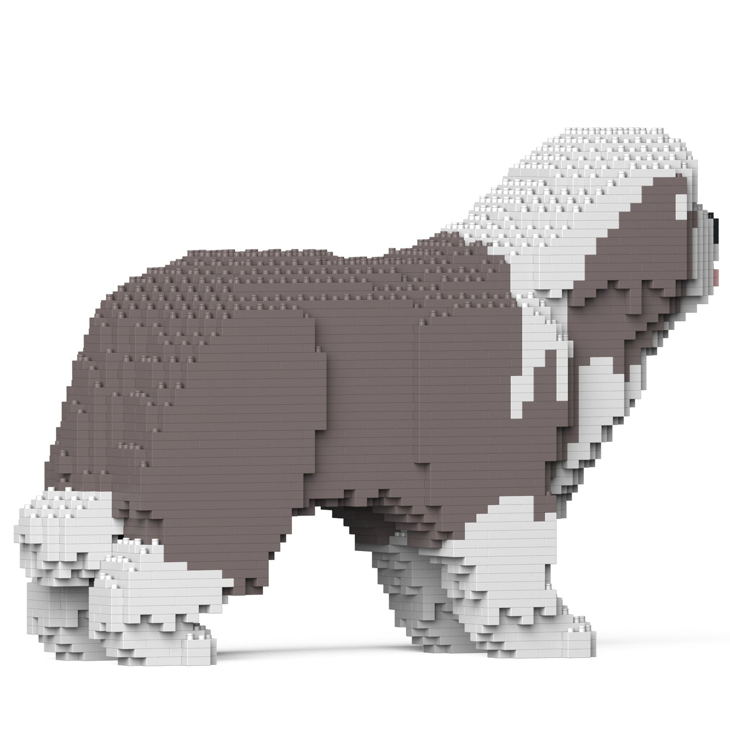 Chien Bearded Collie gris clair