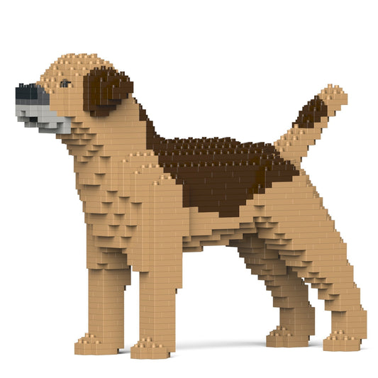 Chien Border Terrier marron