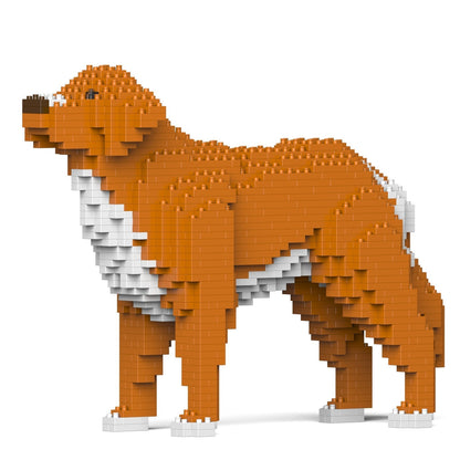 Chien Retriever de la Nouvelle-Écosse