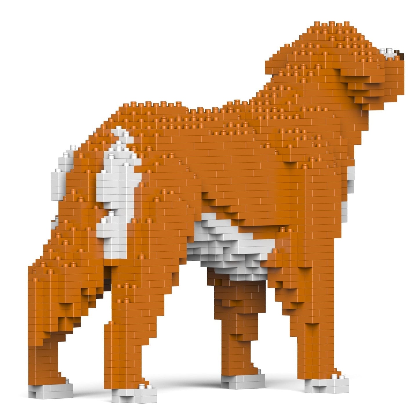 Chien Retriever de la Nouvelle-Écosse