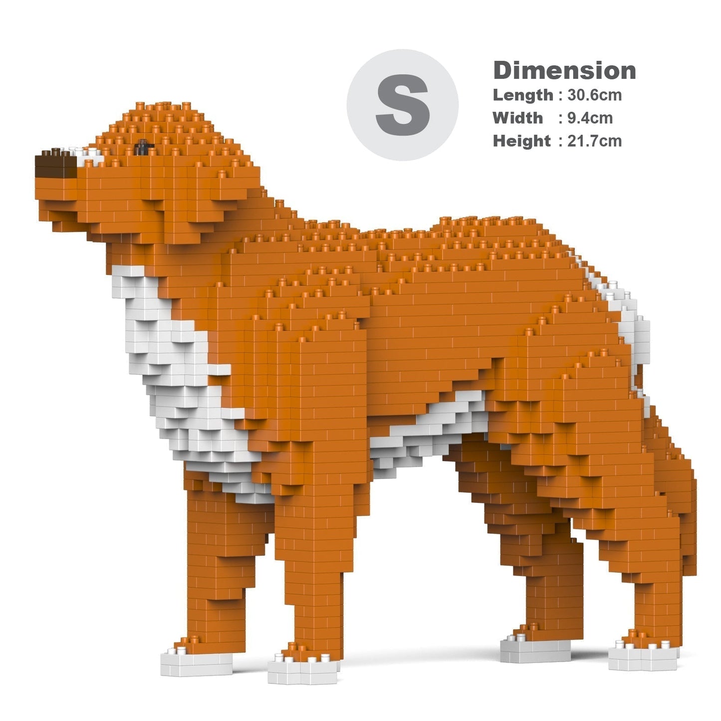 Chien Retriever de la Nouvelle-Écosse