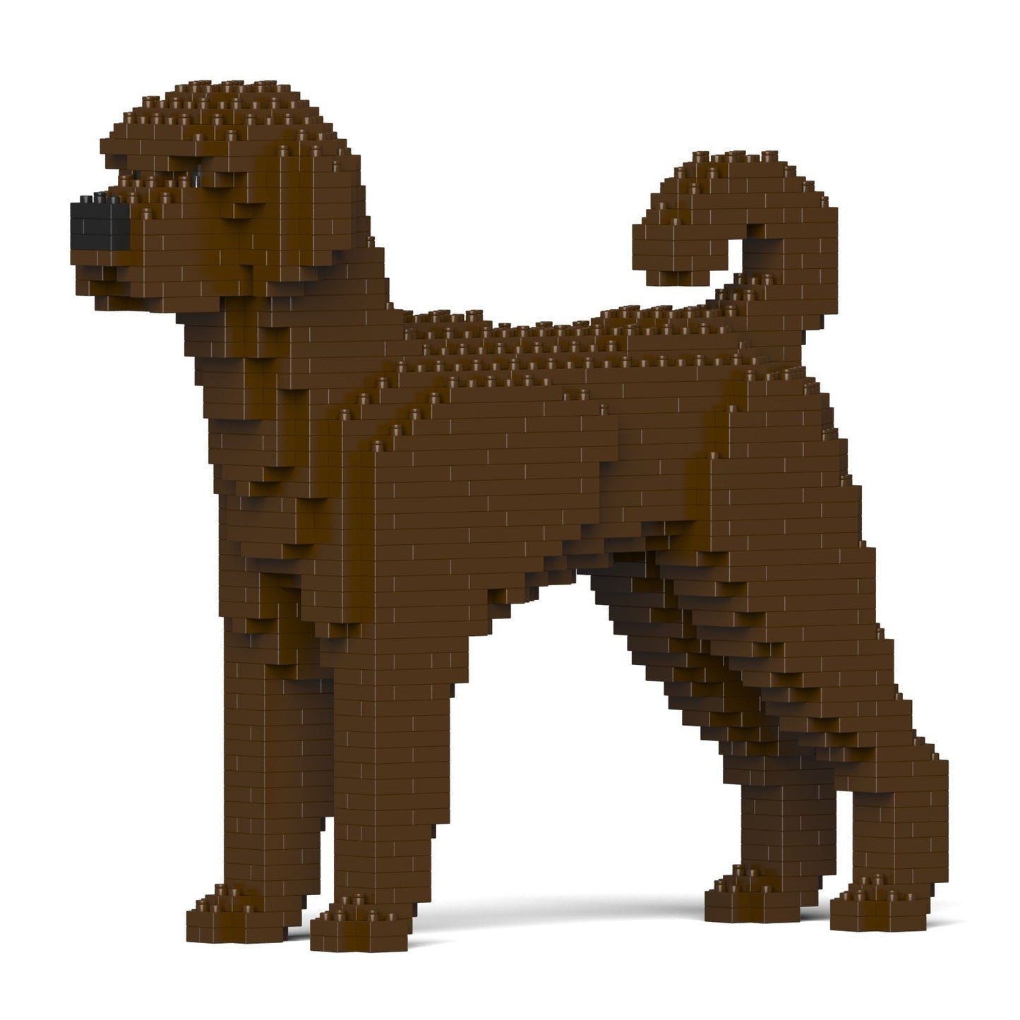 Chien Labradoodle marron