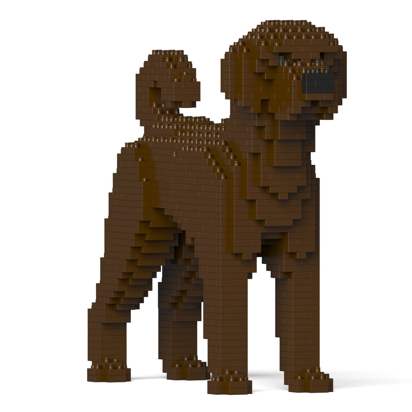 Chien Labradoodle marron