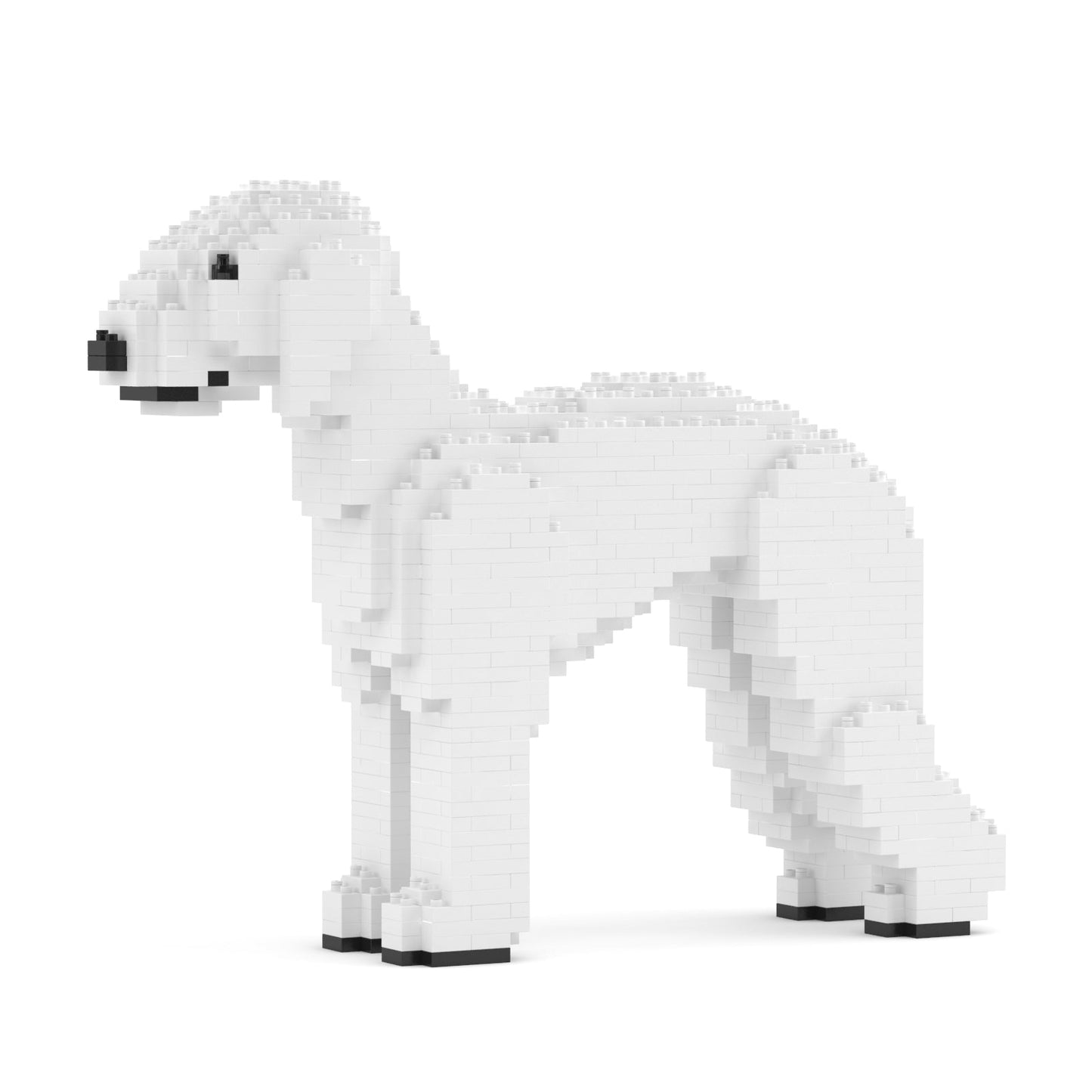 Terrier de Bedlington 01