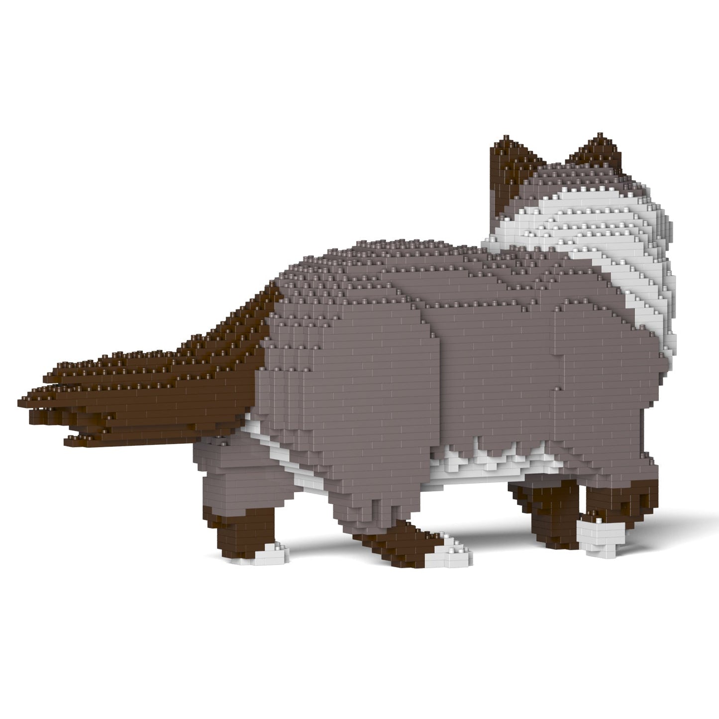 Chat Ragdoll gris foncé