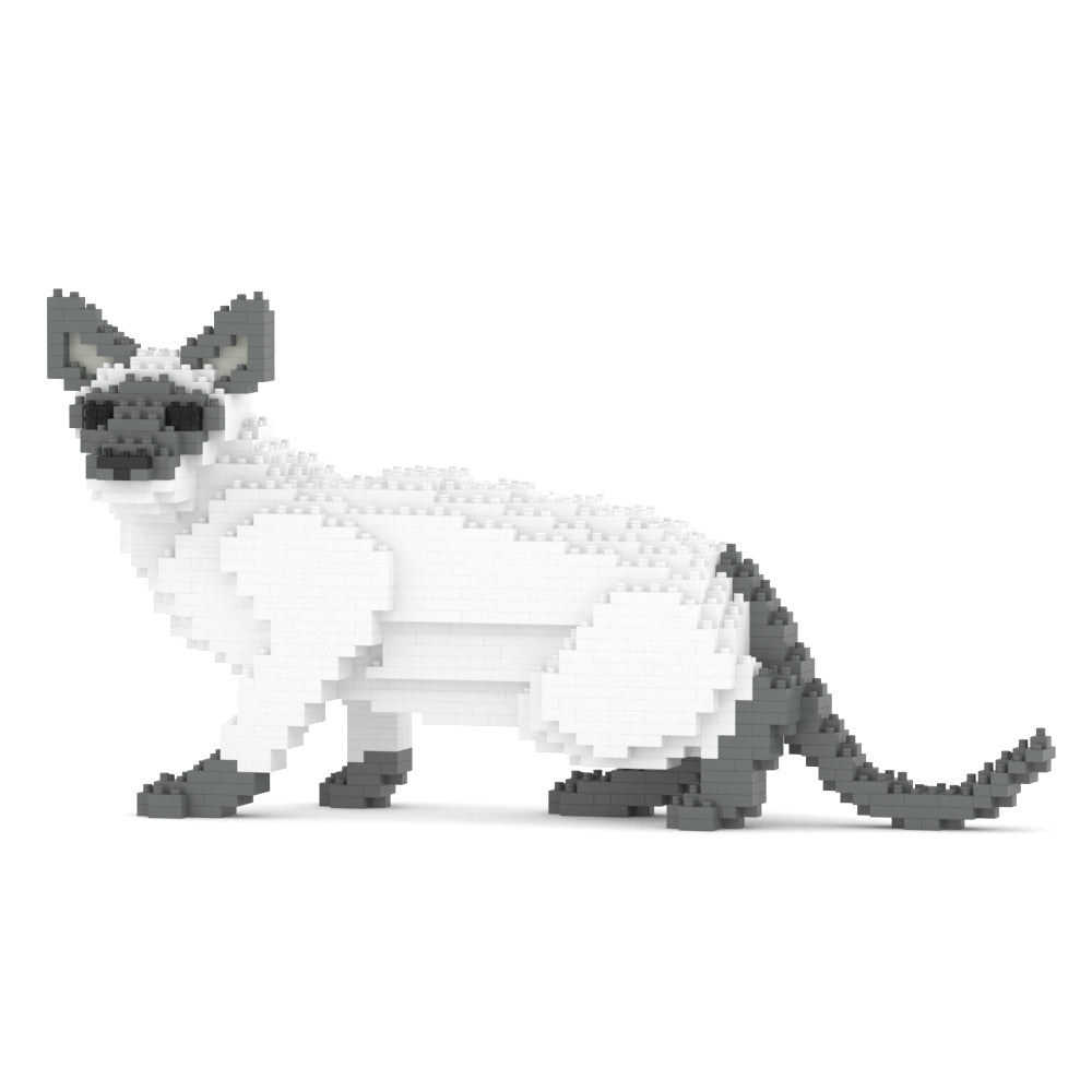 Chat Siamois gris