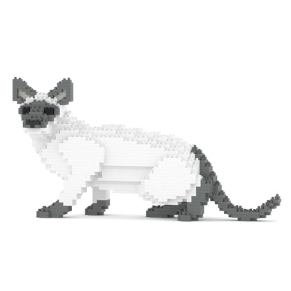 Chat Siamois gris