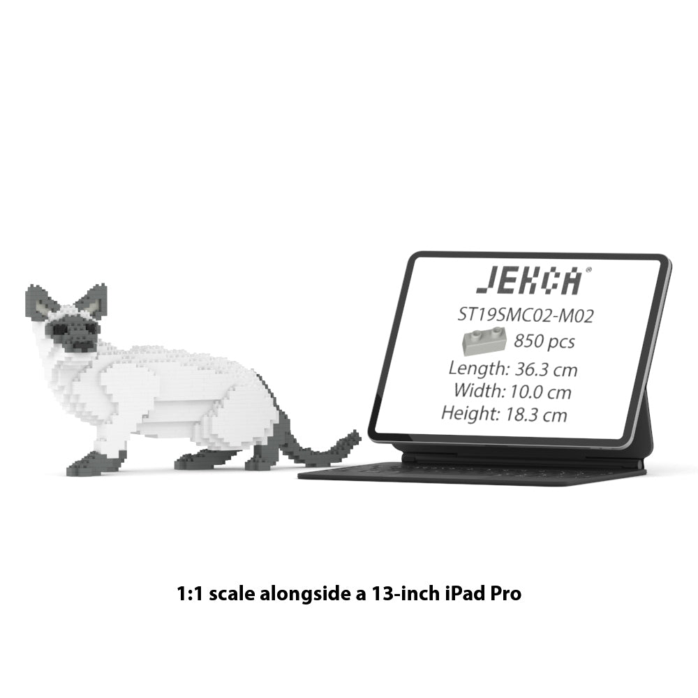 Chat Siamois gris
