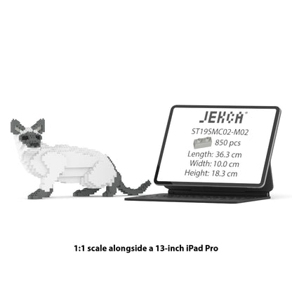 Chat Siamois gris