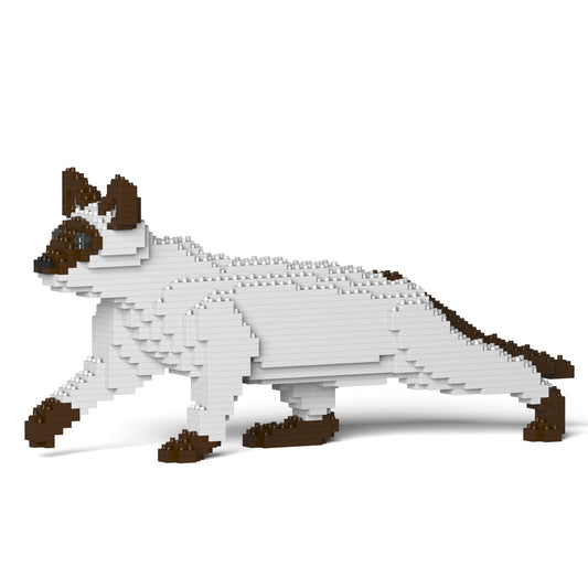 Chat Siamois noir qui marche