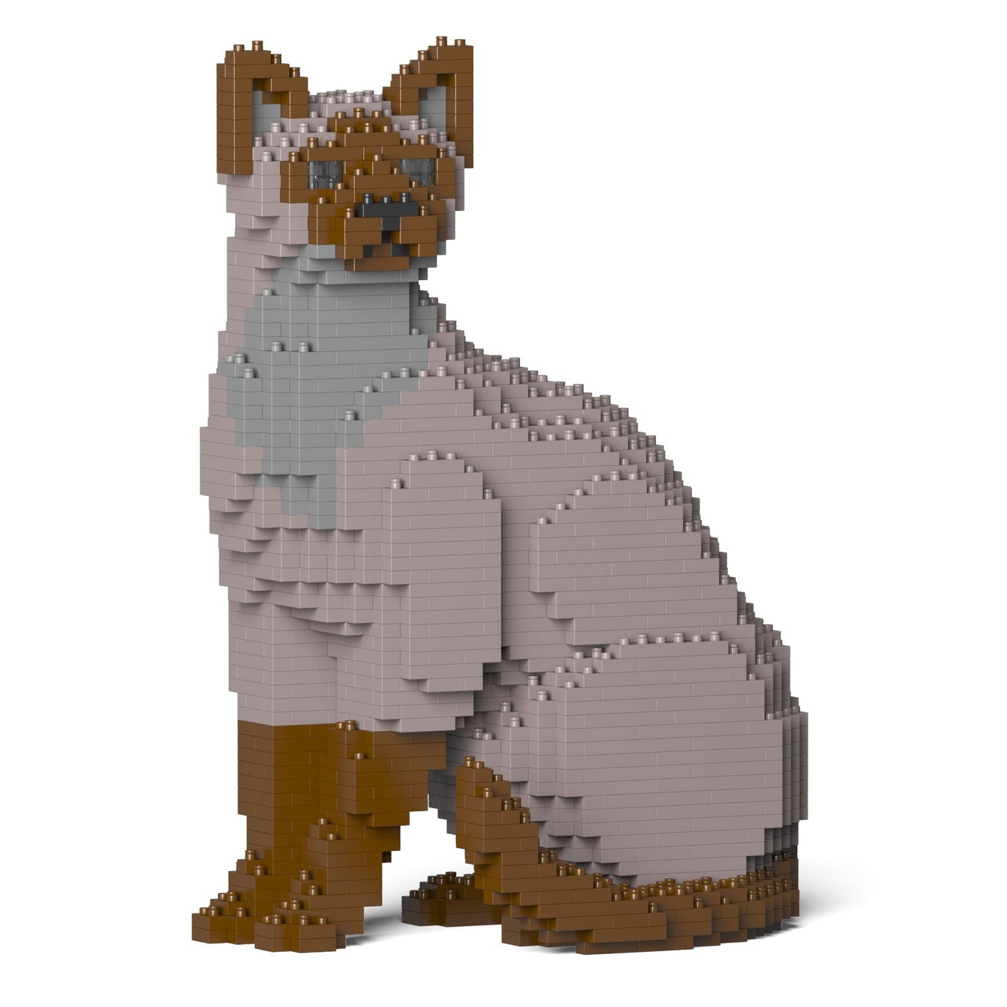 Chat Tonkinois gris assis