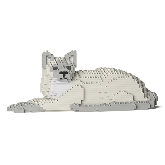 Chat Tonkinois couché