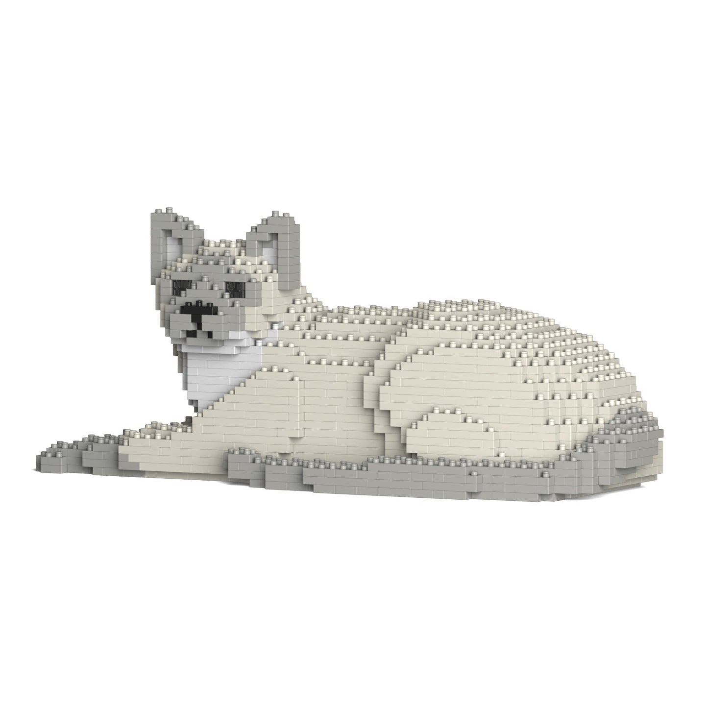 Chat Tonkinois couché