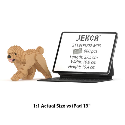 Chien Caniche Nain qui marche beige