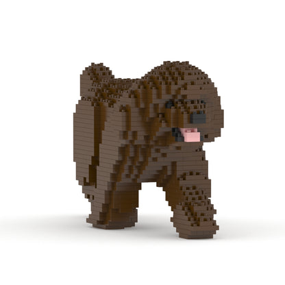 Chien Caniche Nain qui marche marron