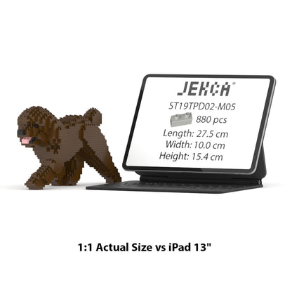 Chien Caniche Nain qui marche marron