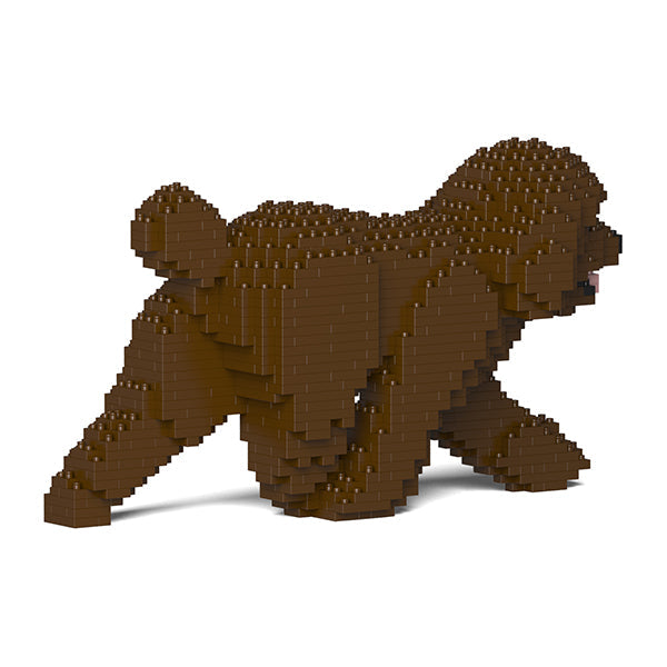 Chien Caniche Nain qui marche marron