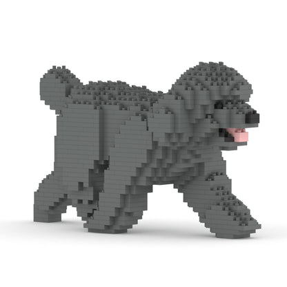 Chien Caniche Nain qui marche gris