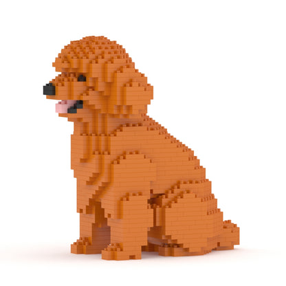 Chien Caniche Nain assis roux