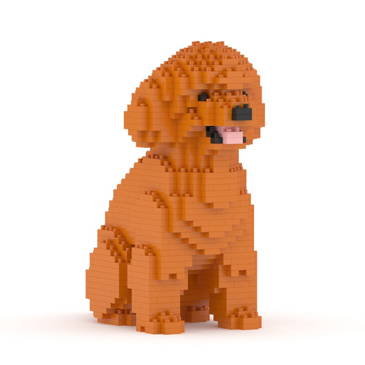 Chien Caniche Nain assis roux
