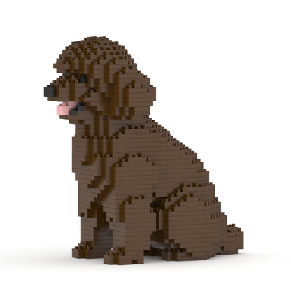 Chien Caniche Nain assis marron