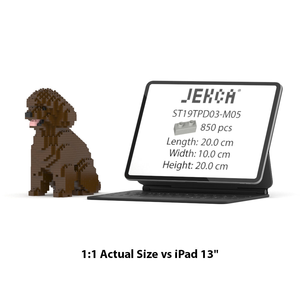 Chien Caniche Nain assis marron