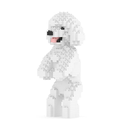 Chien Caniche Nain debout blanc