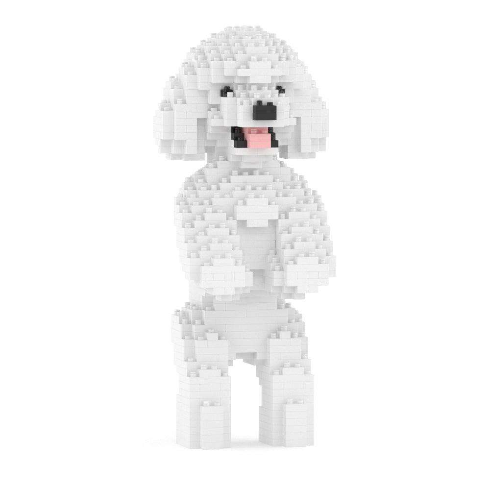 Chien Caniche Nain debout blanc