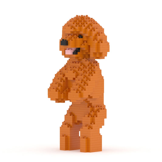 Chien Caniche Nain debout roux