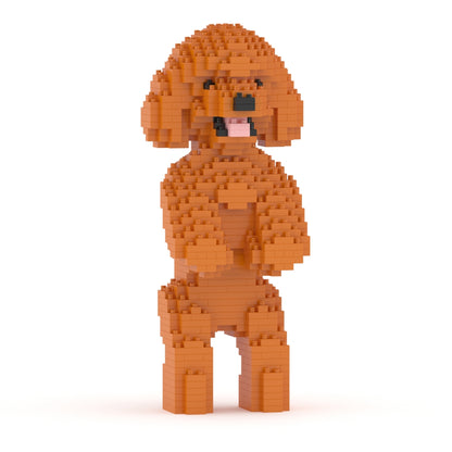 Chien Caniche Nain debout roux