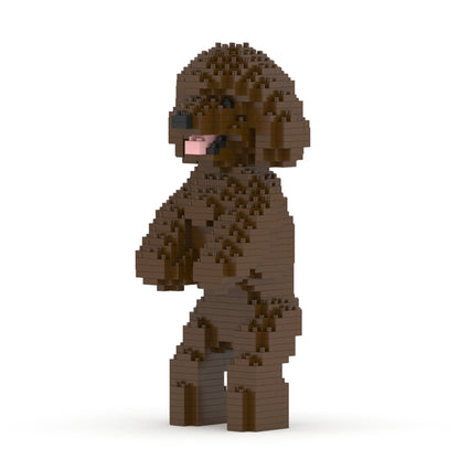 Chien Caniche Nain debout marron