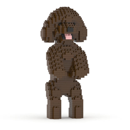 Chien Caniche Nain debout marron