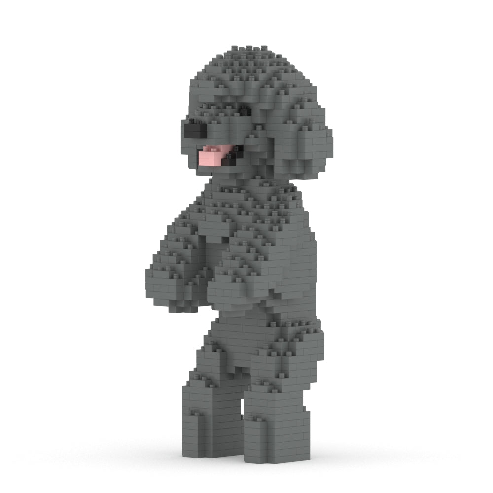 Chien Caniche Nain debout gris